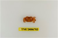 藏品(肉球近方蟹)的圖片